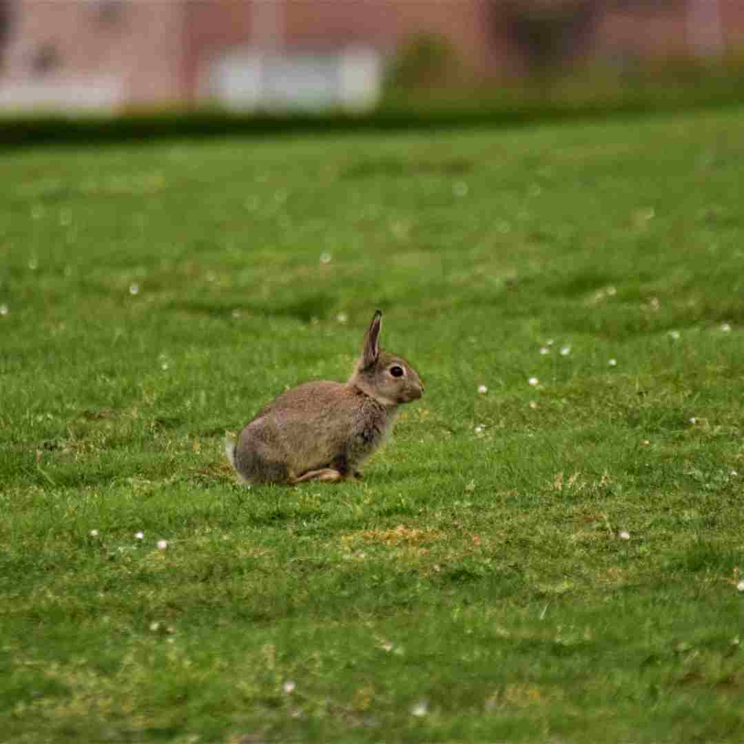 what size rabbit run