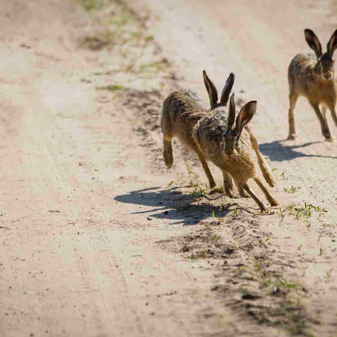 what size rabbit run