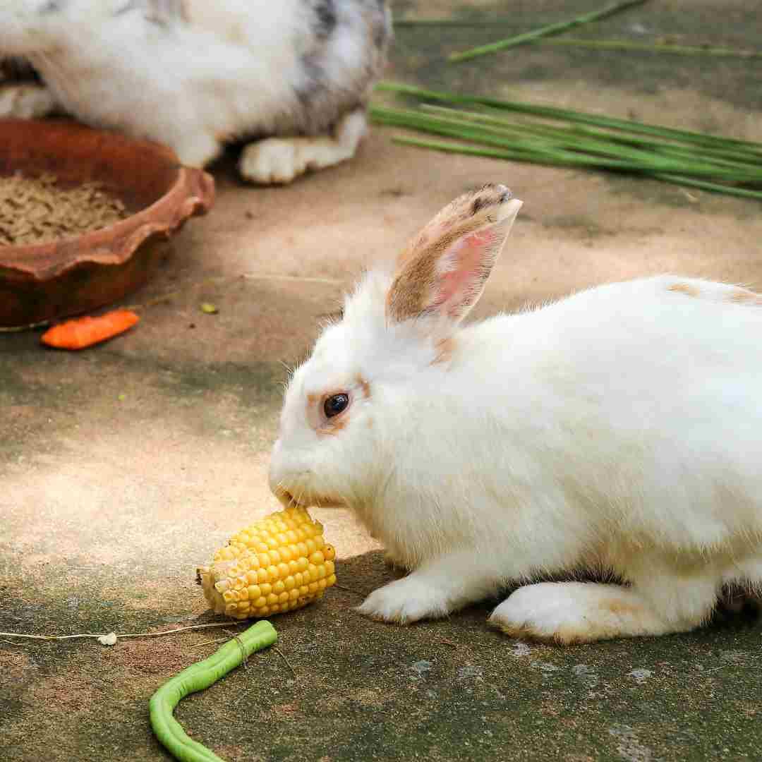 is rabbit good to eat