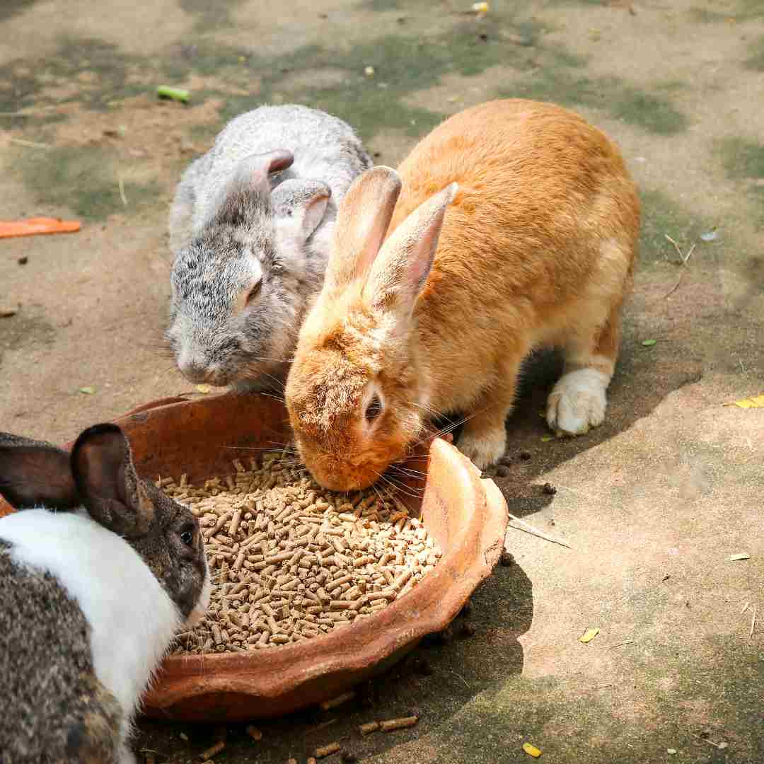 how to skin a rabbit without a knife