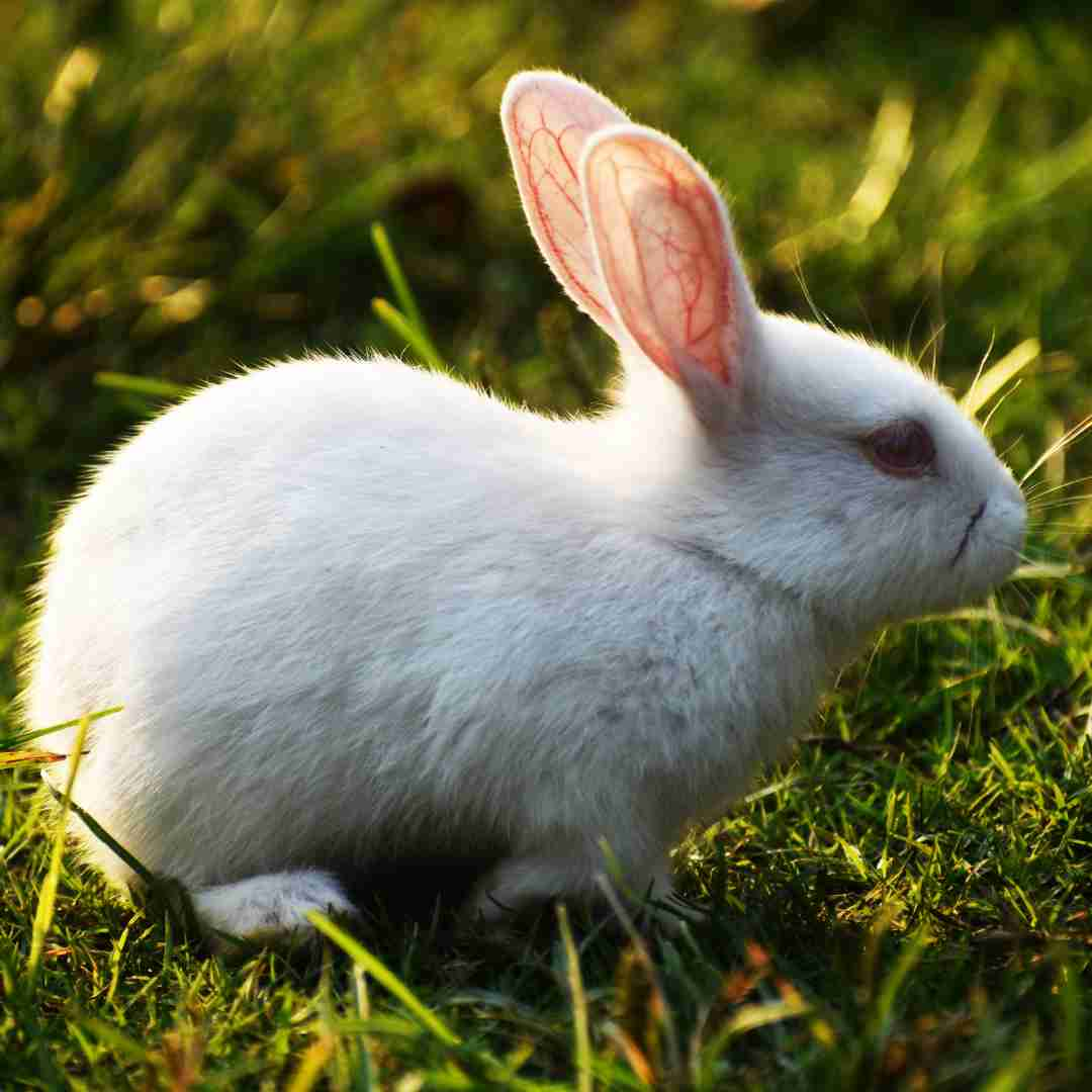 how to clean a rabbit without water