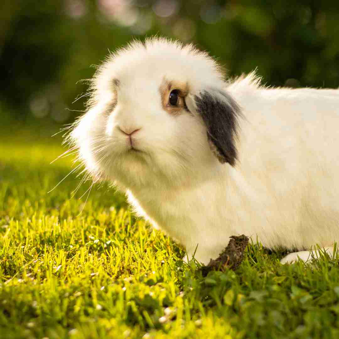 will rabbits kill each other