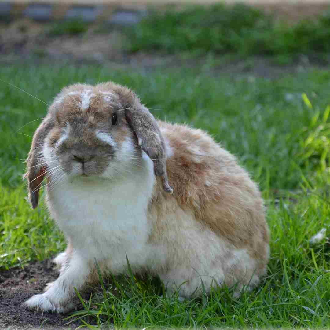 is rabbit manure good fertilizer