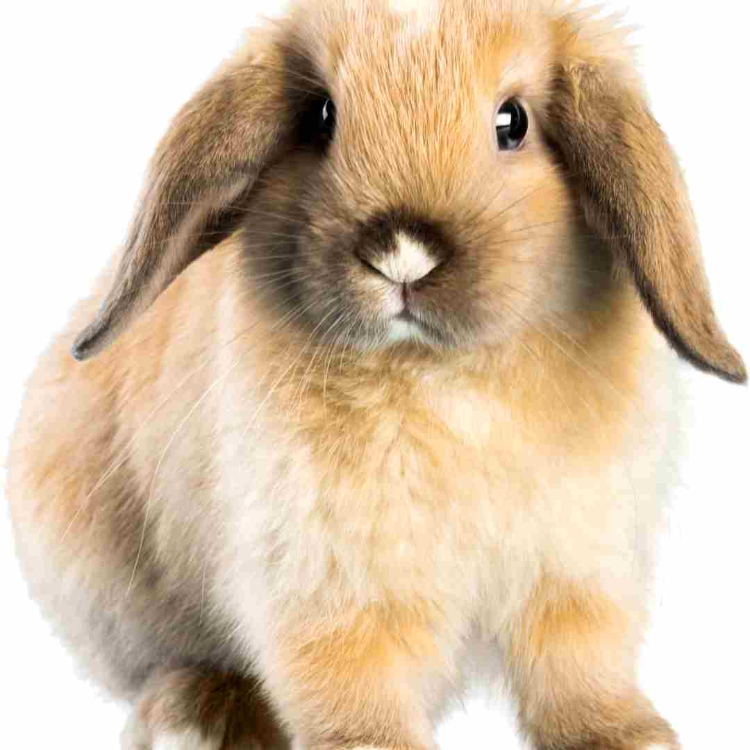 what rabbit has long ears