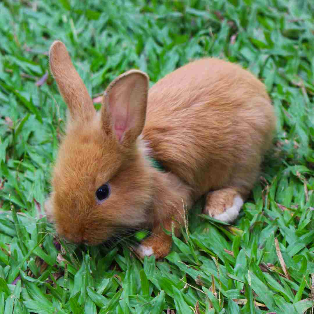 is advantage safe for rabbits