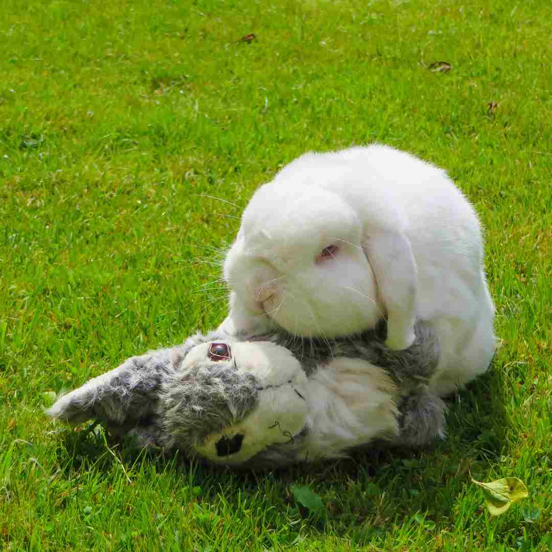 what rabbit has the longest ears