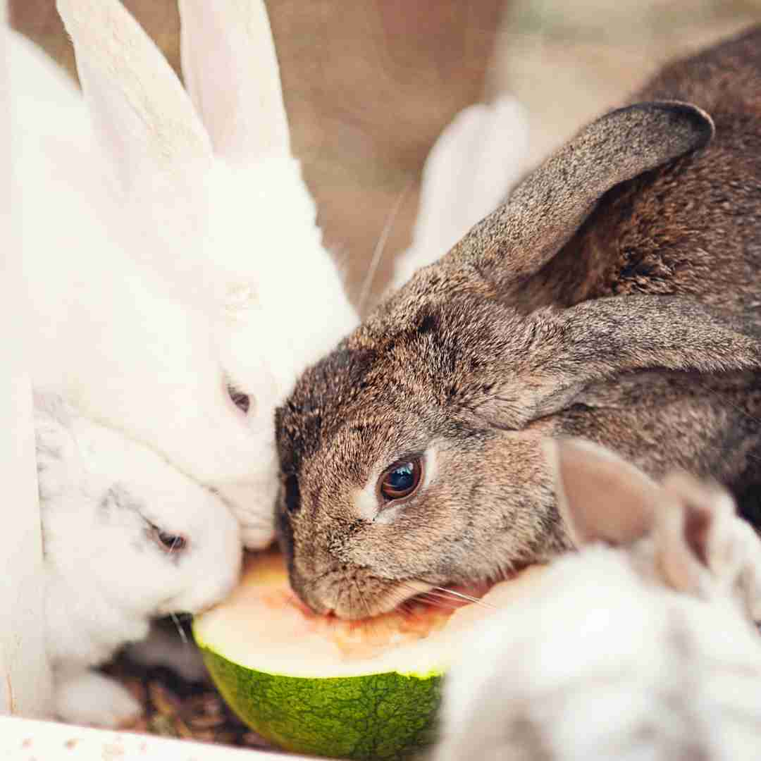 what should rabbits eat everyday