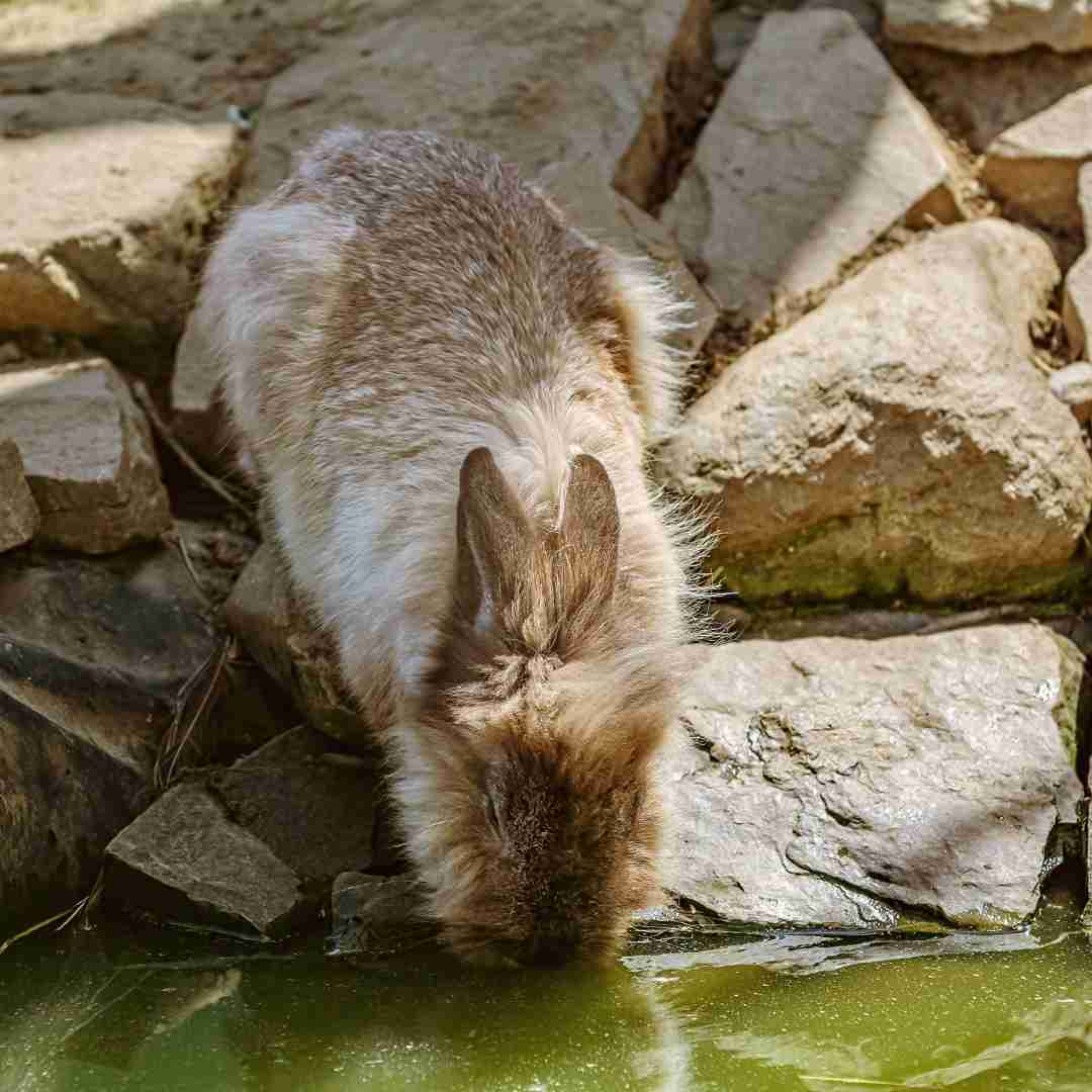 why is rabbit not drinking water