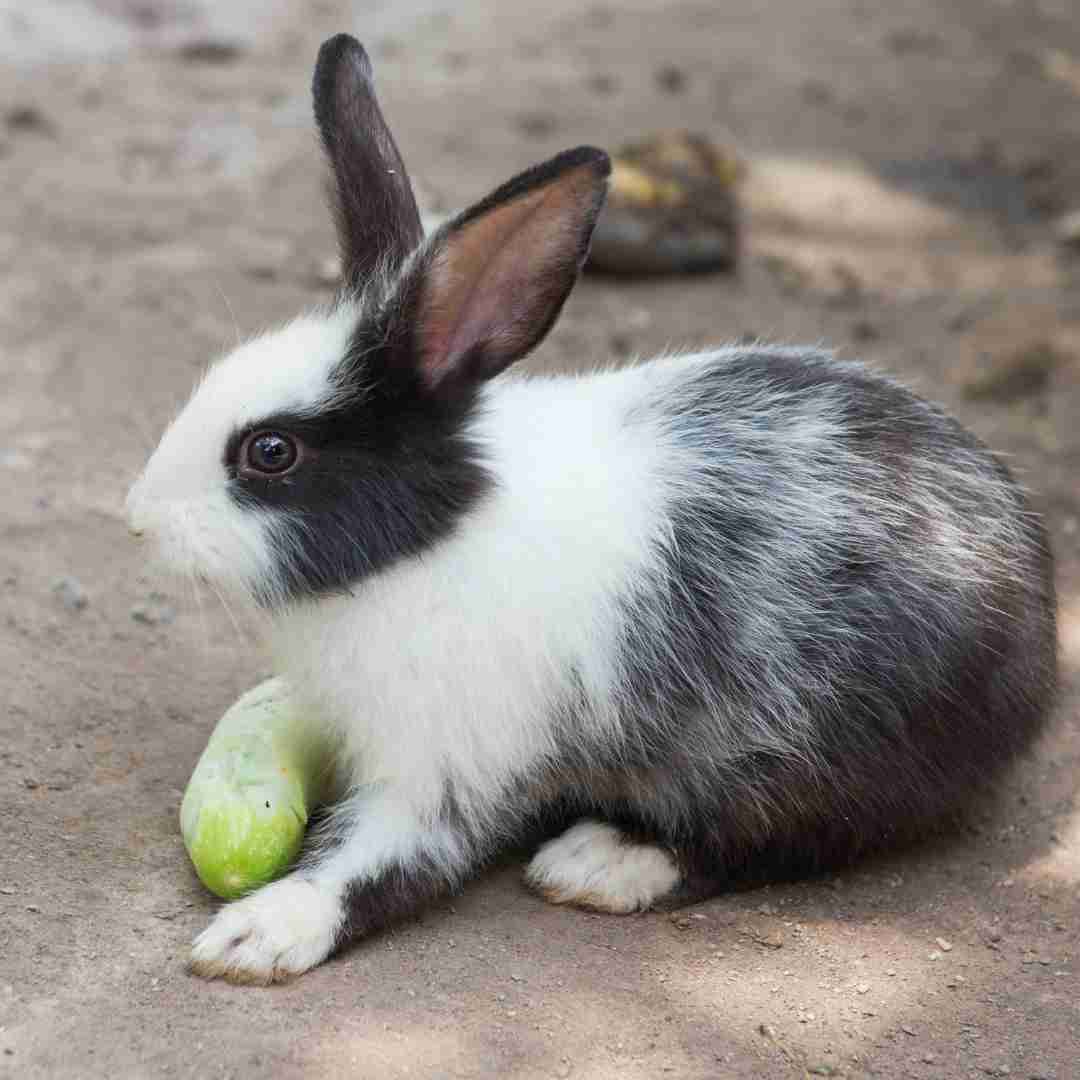 can rabbits eat cucumbers