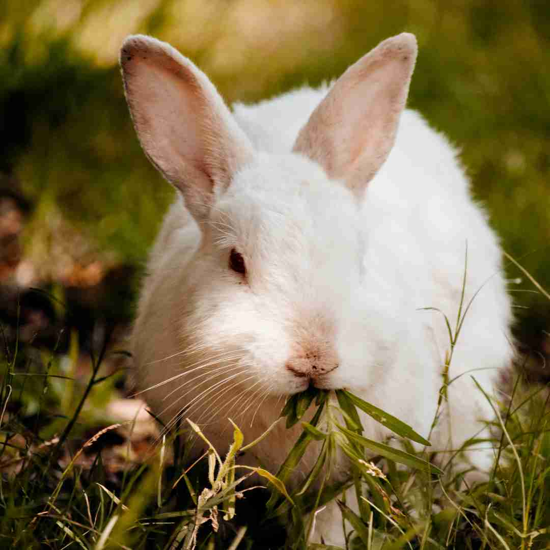 can rabbits eat cucumbers