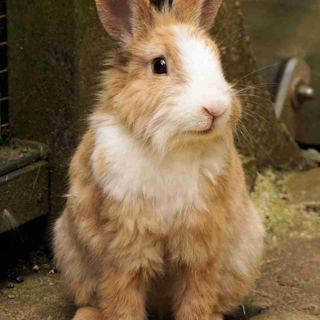 which rabbit is the biggest