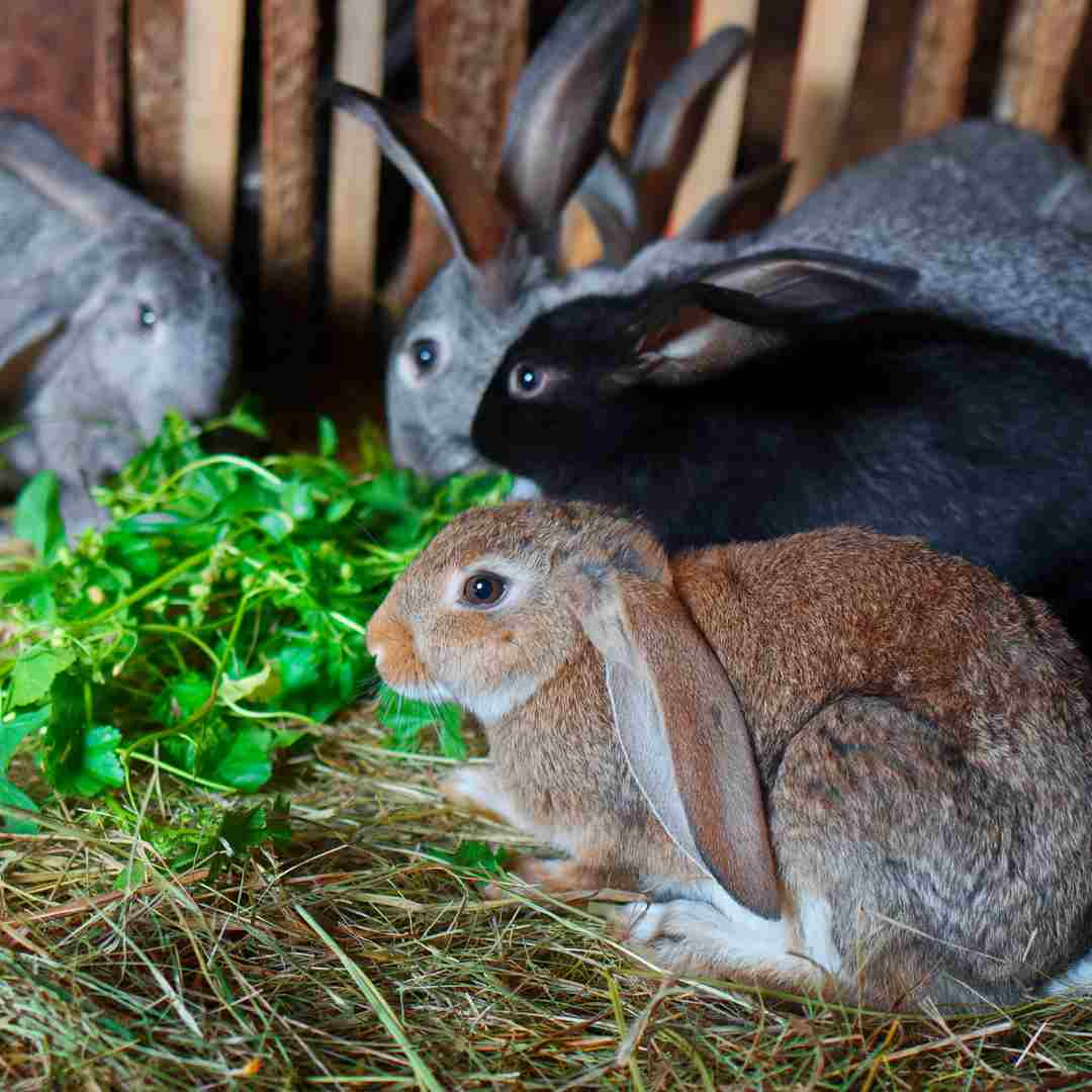 what rabbit eats in hindi