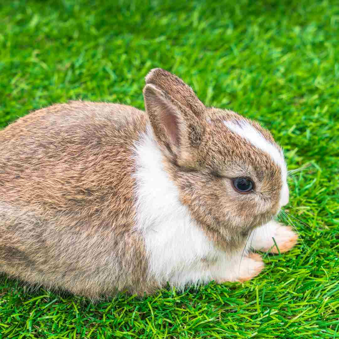 rabbit related to what animal