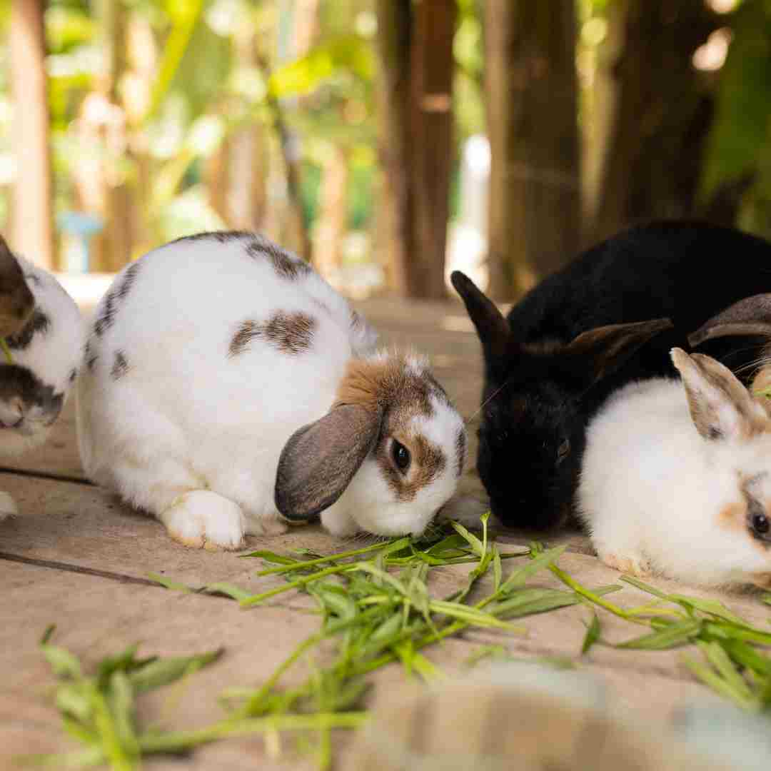 how to stop a rabbit from eating her babies