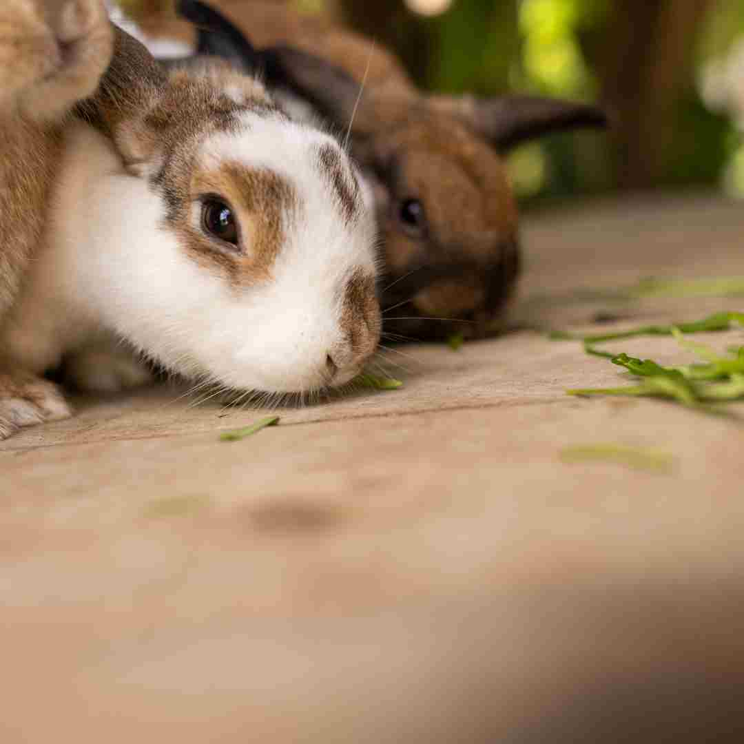 how to stop a rabbit from eating her babies