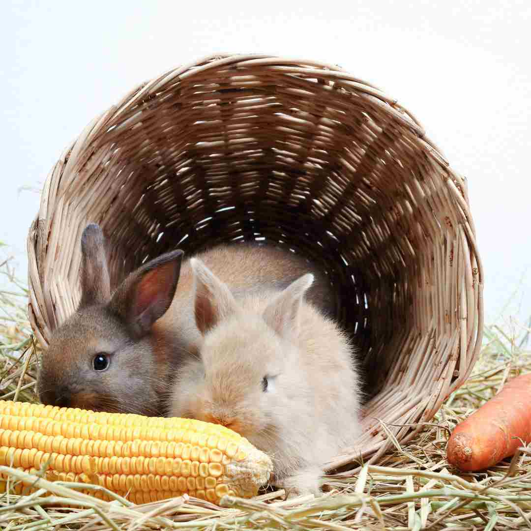 why can't rabbits eat corn