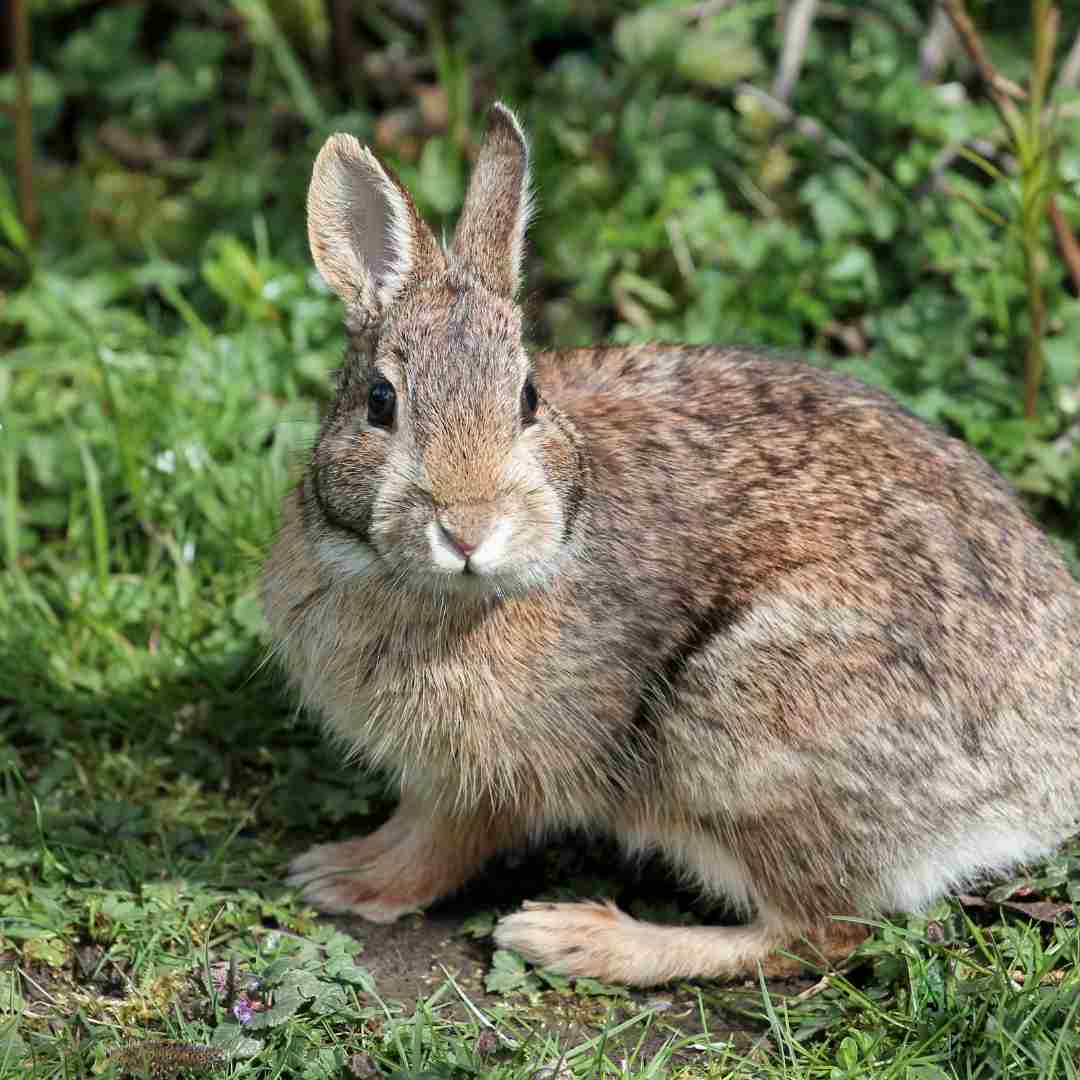 how to stop a rabbit from biting