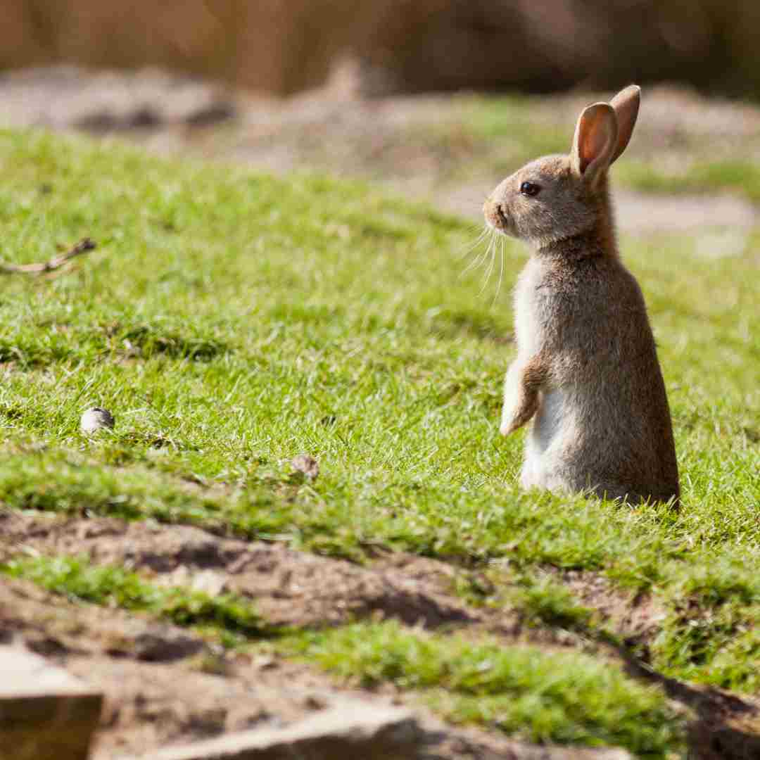 what are rabbits predators