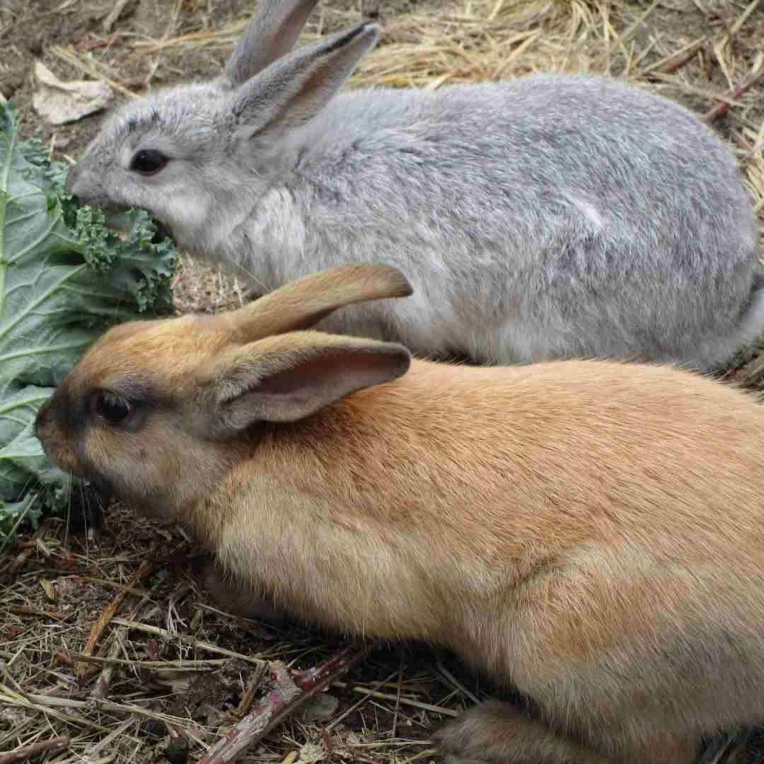 why can't rabbits eat kale