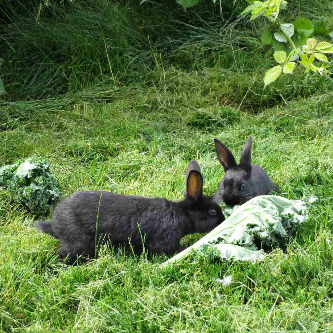 why can't rabbits eat kale