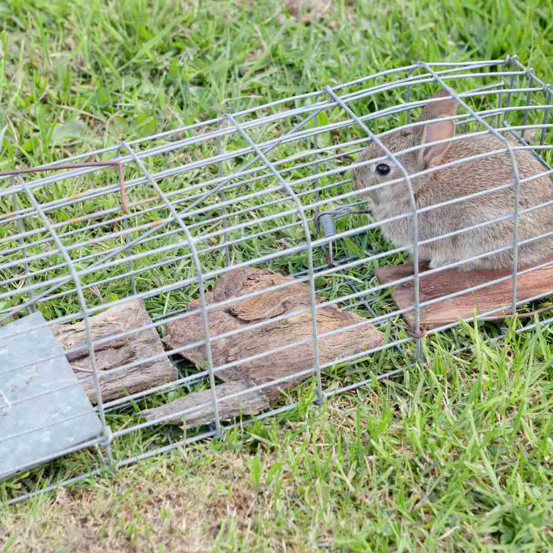 how to use rabbit trap the forest