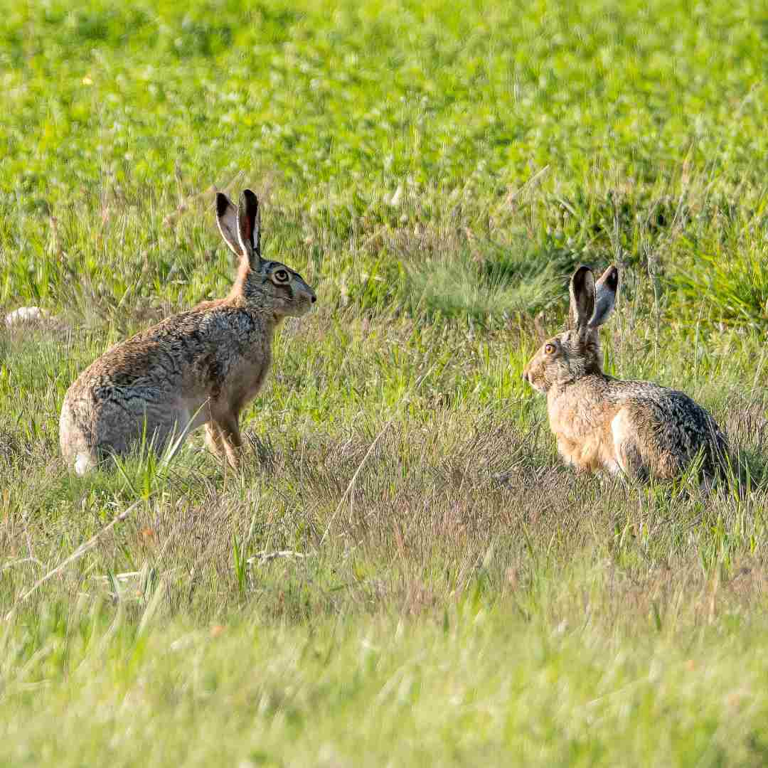 what can you feed wild rabbits in the winter