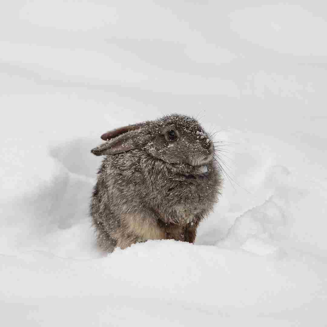 what can you feed wild rabbits in the winter