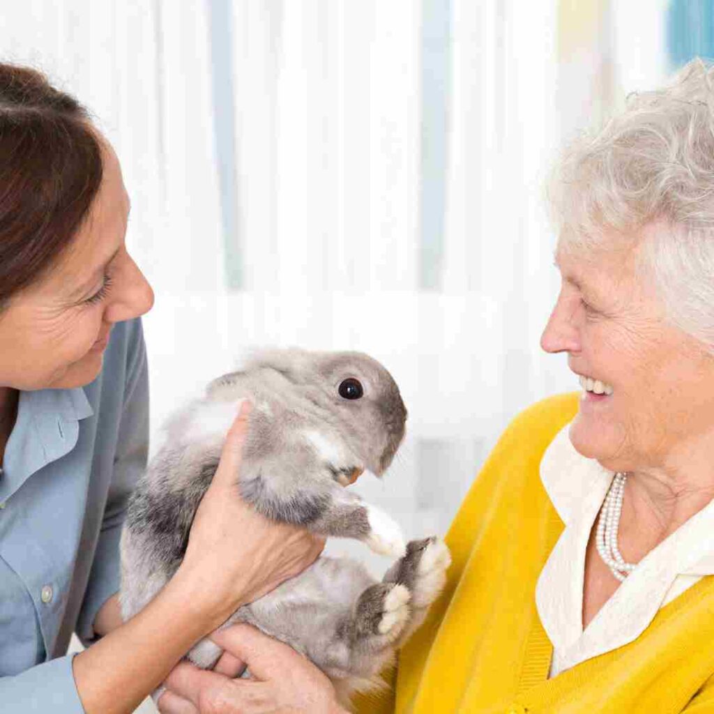 are rabbits good pets for seniors