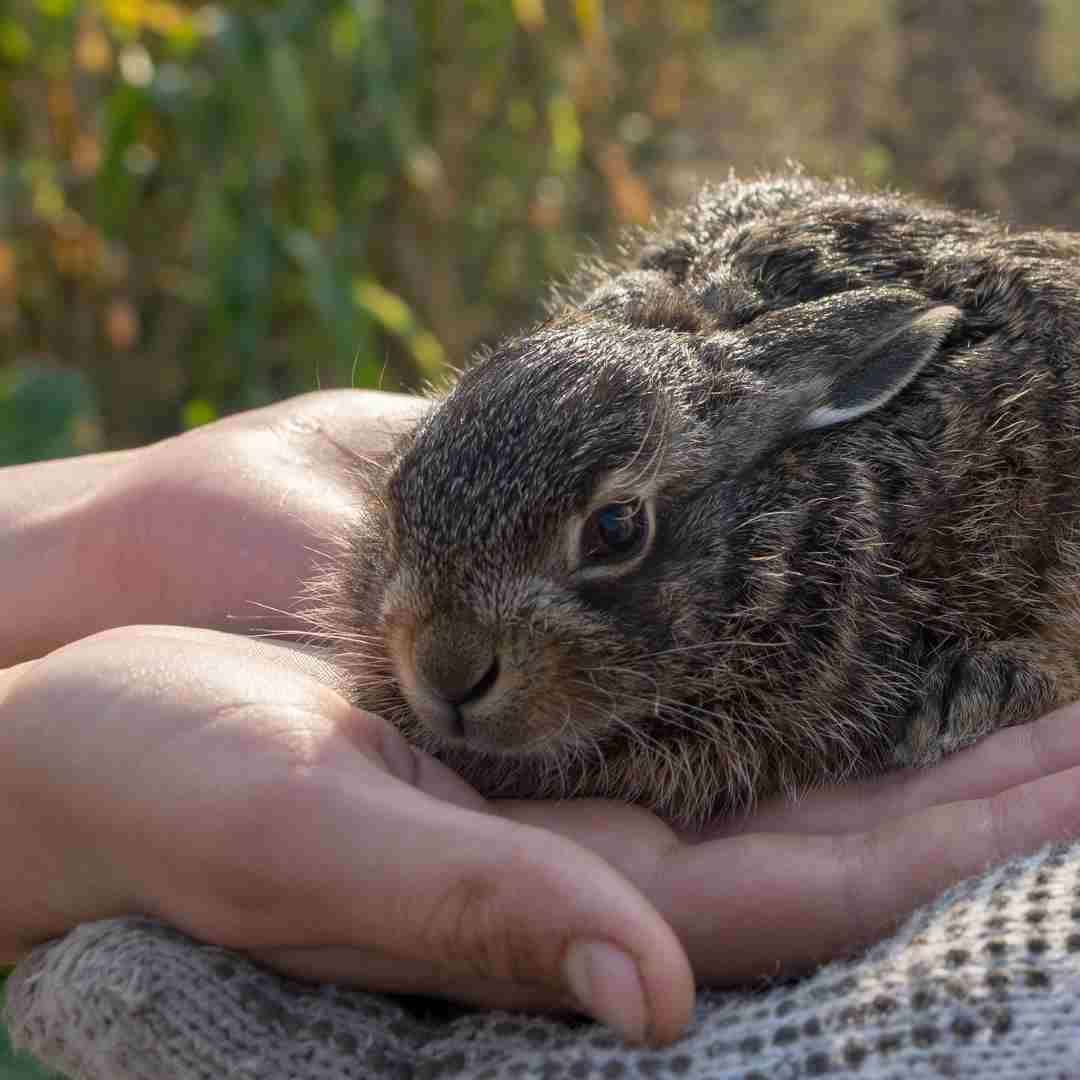 are rabbits similar to humans
