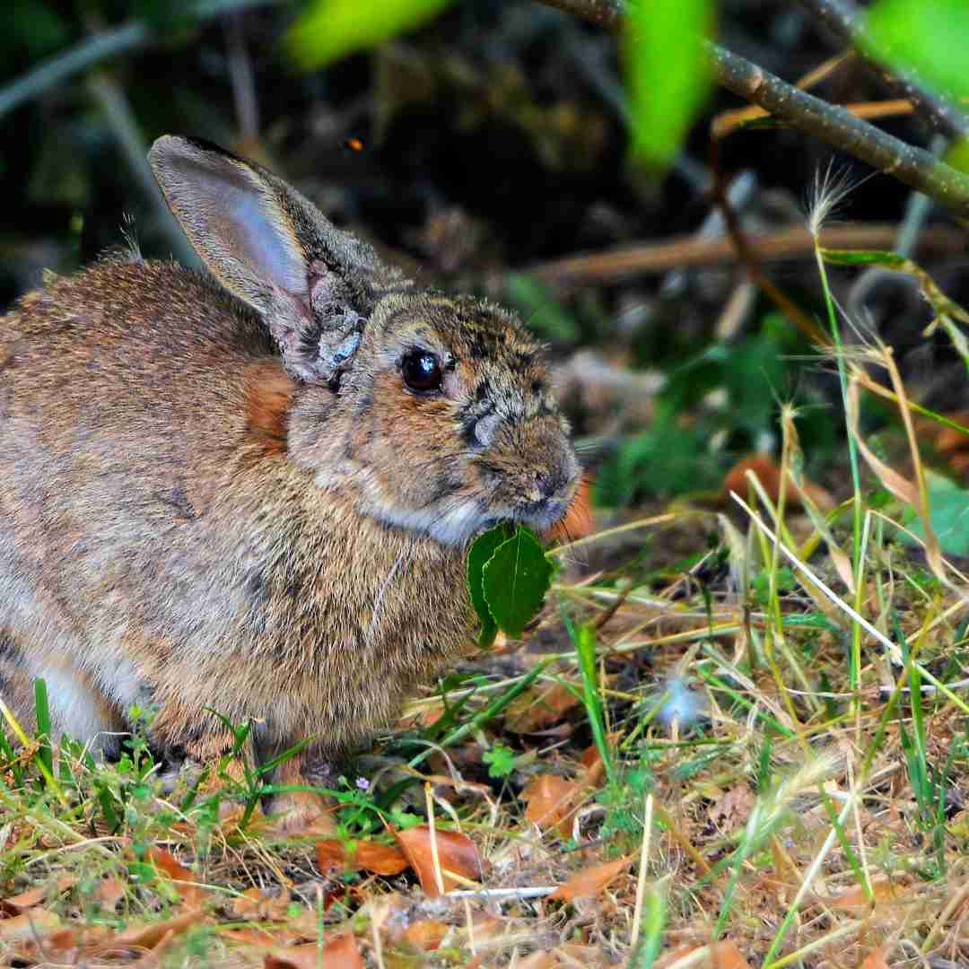 can you eat wild rabbits in australia