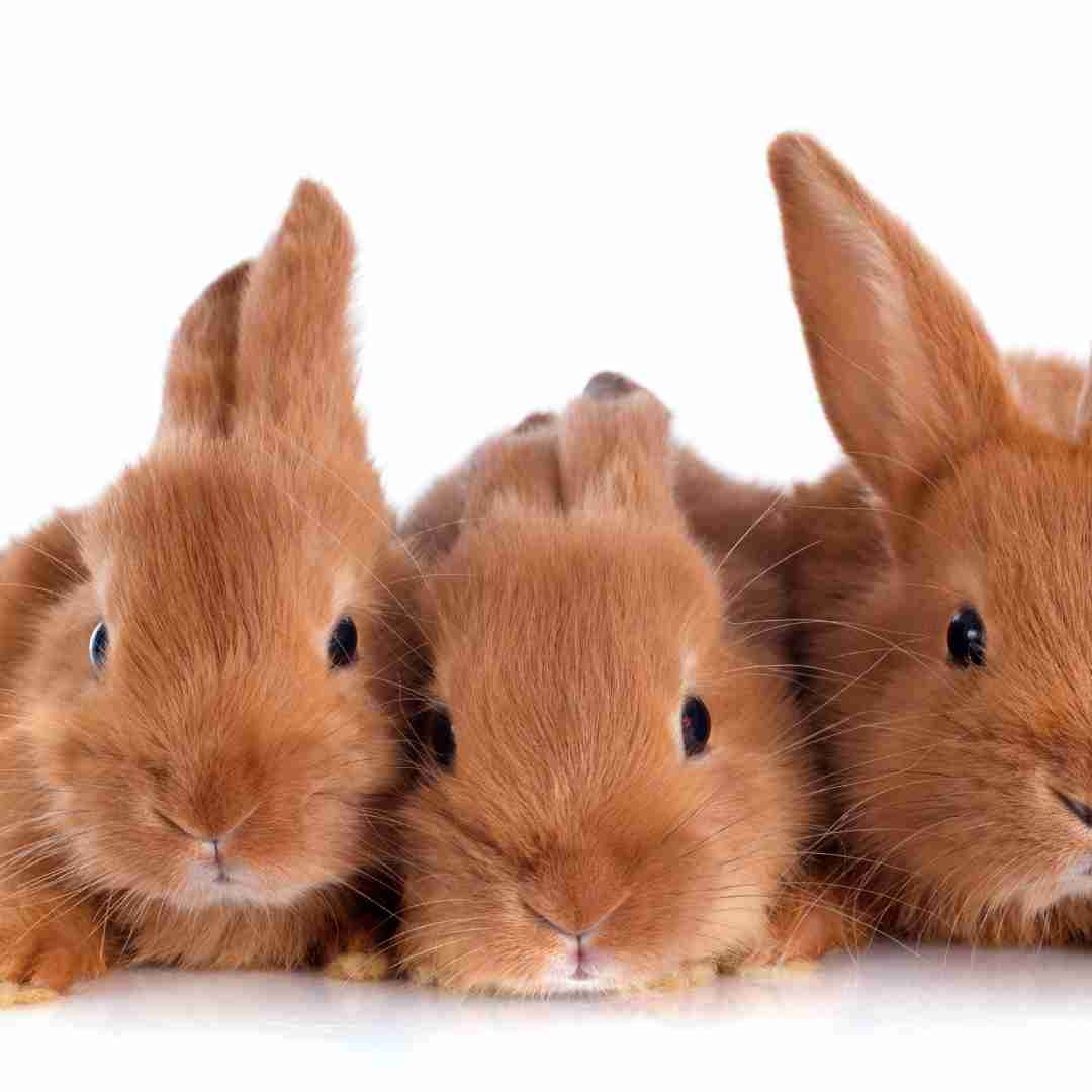 what are rabbits related to