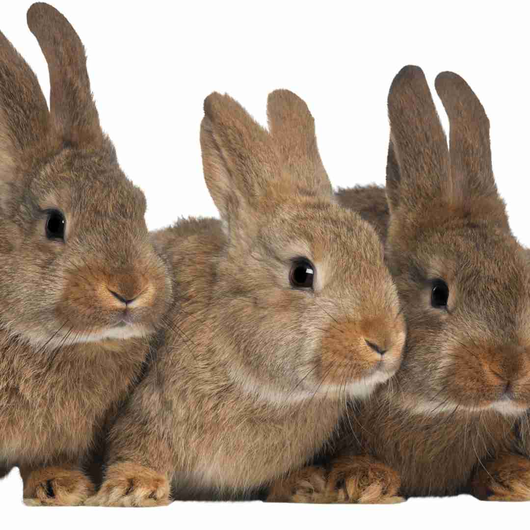 what are rabbits related to