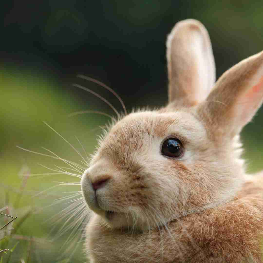 why don't rabbits make sound