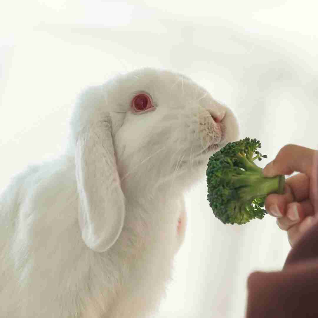 what are rabbits favorite food