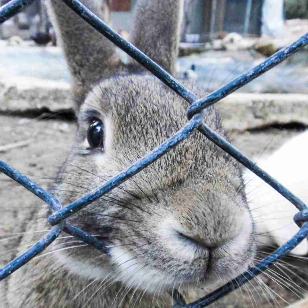 how to know if your rabbit is sad