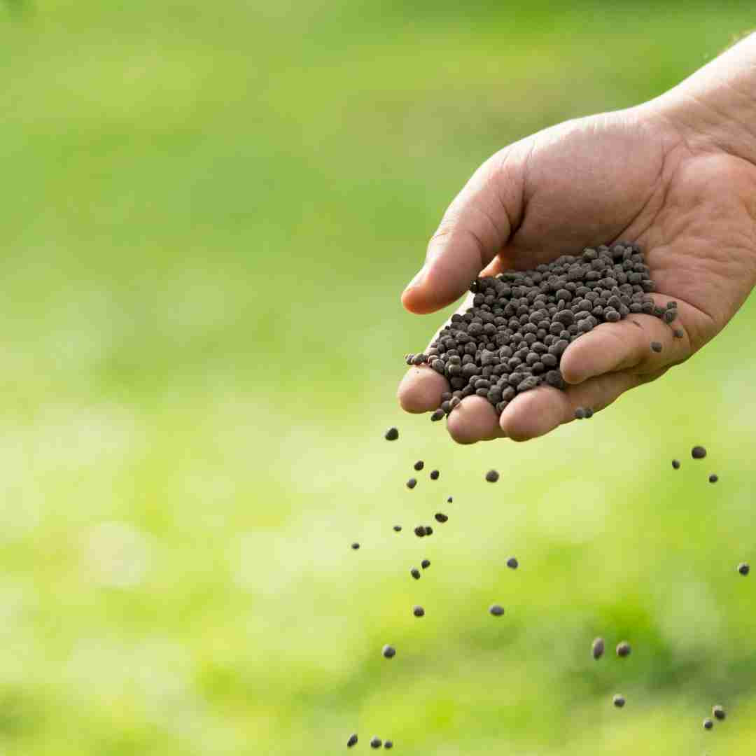 how to use rabbit poop as fertilizer