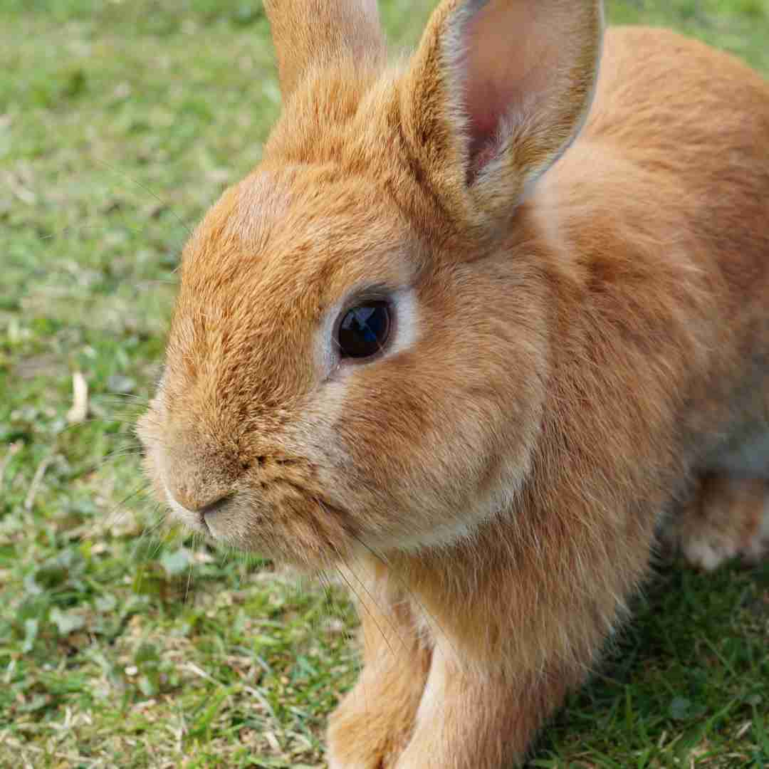 how to know if your rabbit is sick