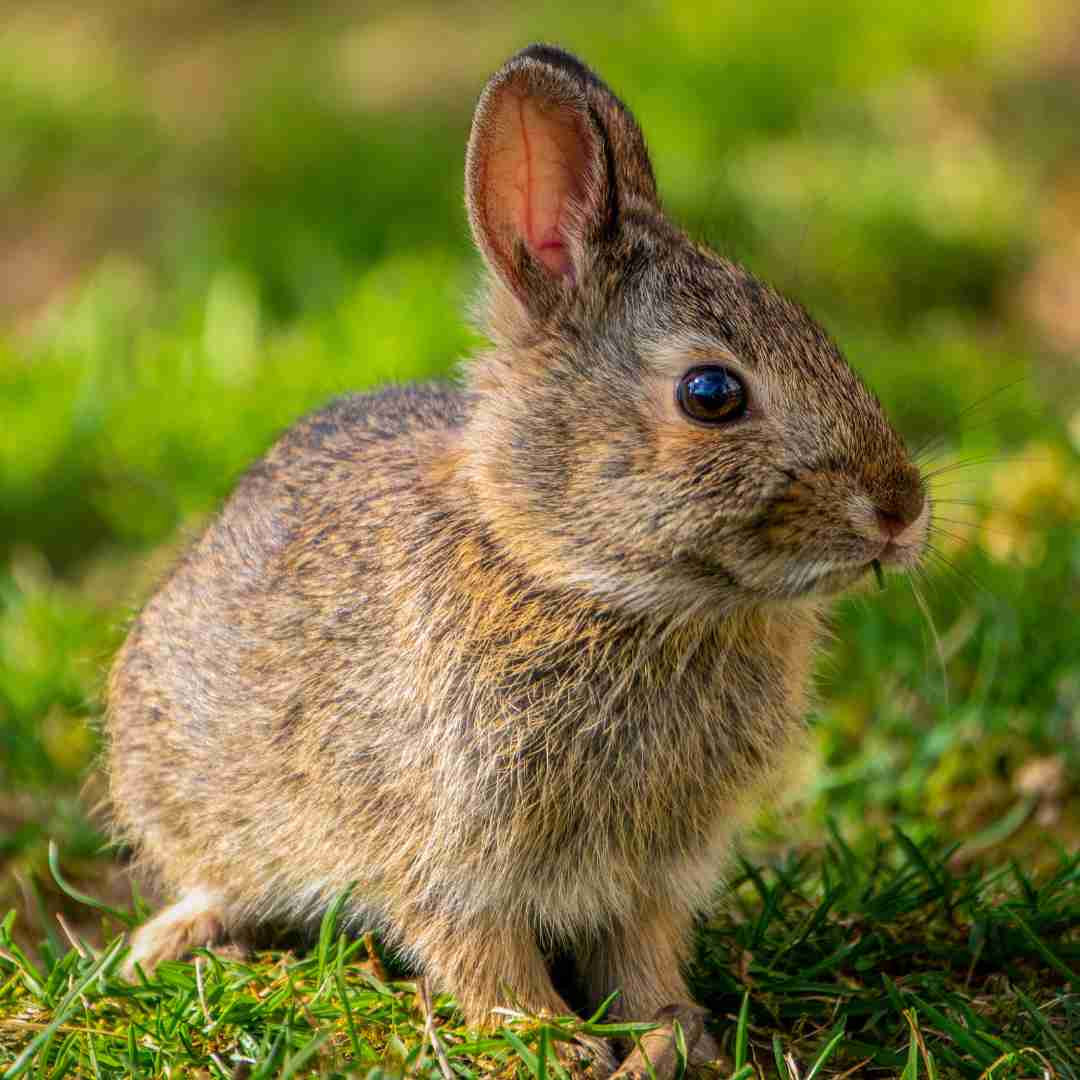 how to know if your rabbit is sick