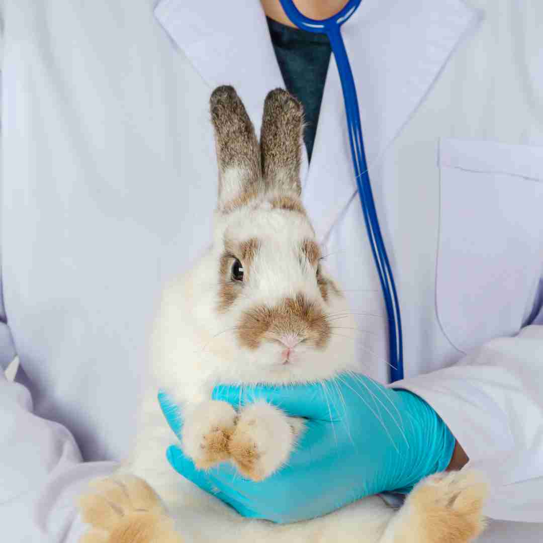 why don't rabbits get sick