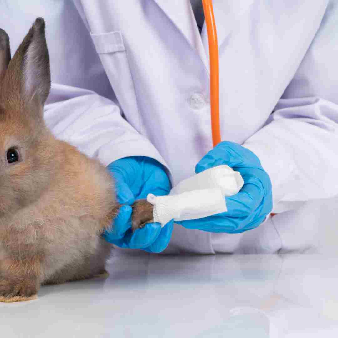 what are rabbits used for