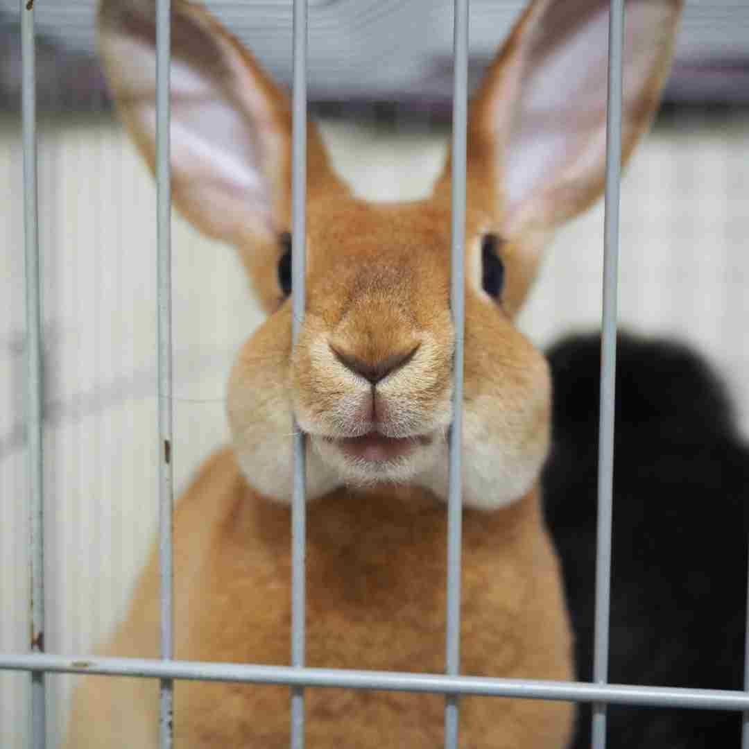 how to keep a rabbit cage from smelling