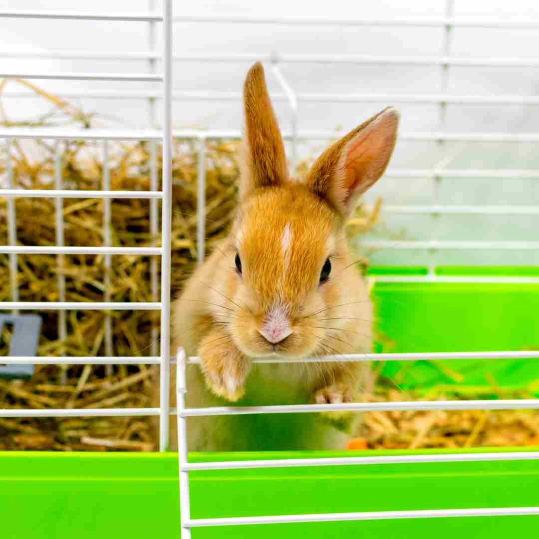 how to keep a rabbit cage from smelling
