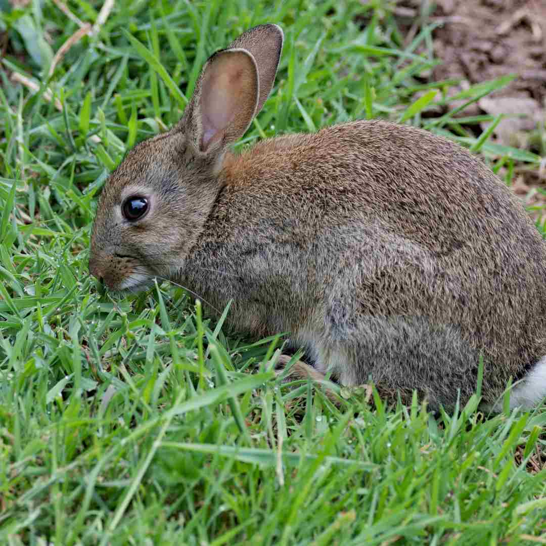 why is my rabbit zooming around