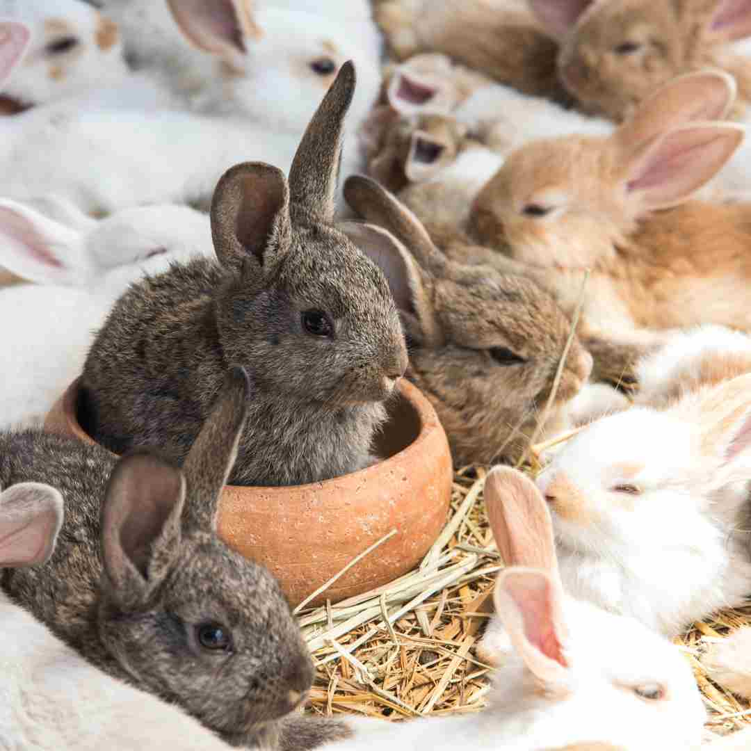 can you have a pet rabbit in queensland