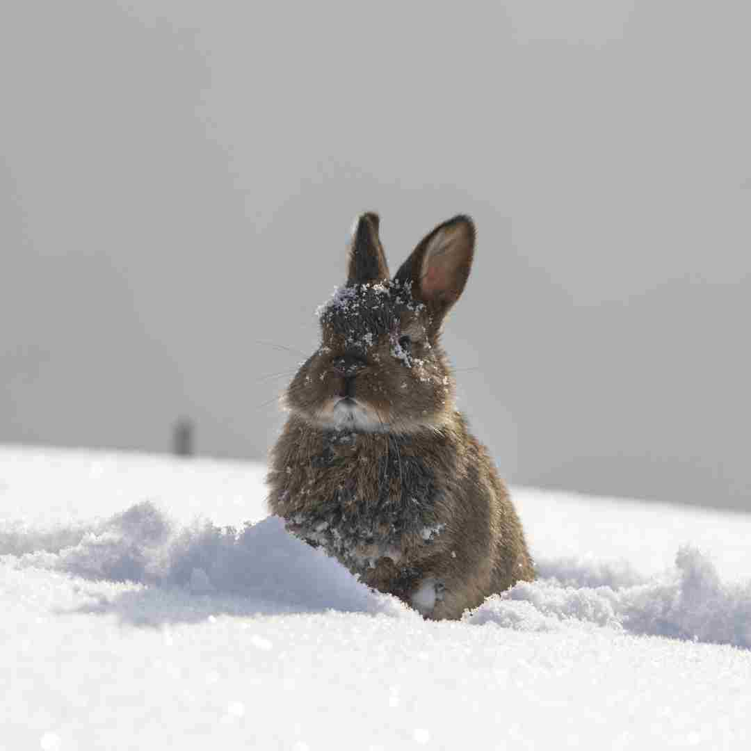 how to know if your rabbit is feeling cold