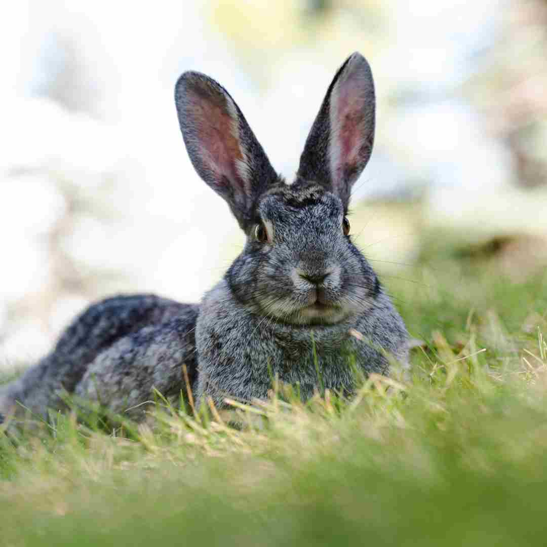 how to know if your rabbit is feeling cold