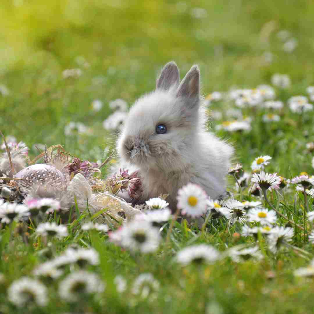 Are Rabbits Nocturnal? Understanding the Sleep Habits of Your Pet Bunny