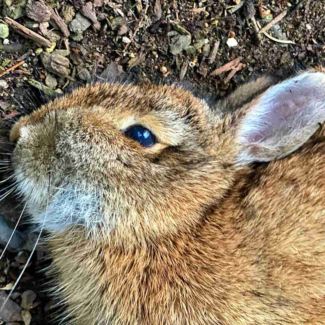 how to know if a rabbit is dead