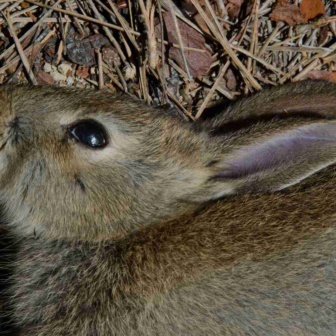 how to know if a rabbit is dead