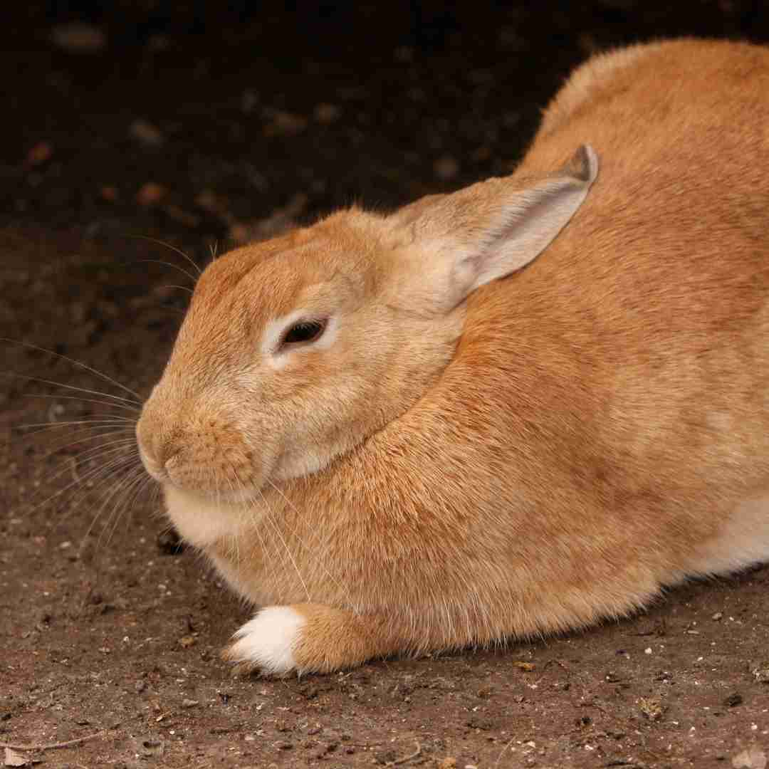 what rabbit lives the longest